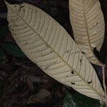 Couepia caryophylloides Leaf
