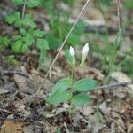 Cephalanthera damasoniumফুল