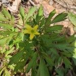 Ranunculus hispidus Bloem