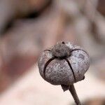 Chimaphila maculata Fruit