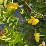 Allamanda cathartica Flor