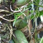 Prosthechea chacaoensis Fruit