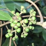 Vitex ferruginea Fruitua