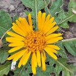 Paranephelius asperifolius Flower