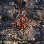 Reseda stricta Yaprak
