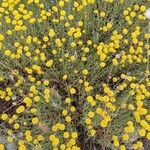 Santolina villosa Flor