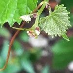 Vitis rotundifolia 果