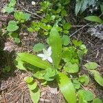 Clintonia uniflora Flor