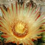 Ferocactus herrerae Flower