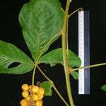 Paullinia rugosa Други