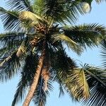 Cocos nucifera Hábito
