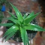 Dyckia brevifolia Лист