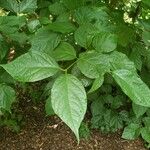 Calycanthus floridus Foglia