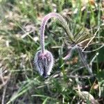 Anemone pratensis Çiçek