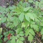 Actaea rubra आदत