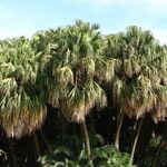 Livistona chinensis Hábitos