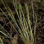 Festuca maritima Συνήθη χαρακτηριστικά