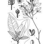 Croton cordatulus Other