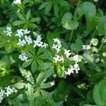 Galium odoratumFlower