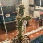 Cylindropuntia imbricata Blatt