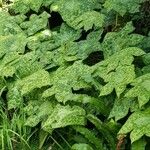 Podophyllum cv. 'Kaleidoscope' Blad