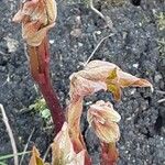 Paeonia lactiflora ഇല