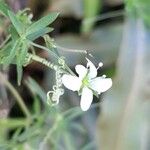 Arenaria lanuginosa Цветок