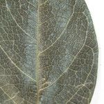 Terminalia lucida Autre