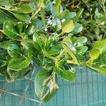 Coprosma repens List