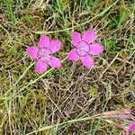 Dianthus deltoidesЦветок