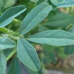 Trigonella foenum-graecum पत्ता