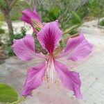 Bauhinia purpurea Květ