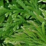 Selaginella pallescens Ліст