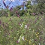 Stachys spinulosa Natur