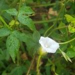 Merremia aegyptia Flower