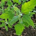 Chenopodium albumLeaf