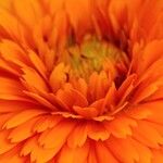 Calendula stellata Flower