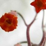 Adromischus phillipsiae Květ