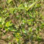 Salix pseudocalyculata Blomst