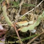 Hedysarum spinosissimum Sonstige