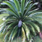 Dioon spinulosumLeaf