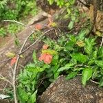 Crossandra massaica Natur