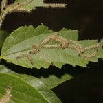 Celtis caudata 葉