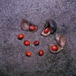 Ormosia costulata Tunda
