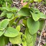 Coleus barbatus Leaf