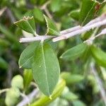 Olea europaea Leaf