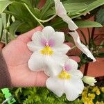 Miltoniopsis phalaenopsis Kukka
