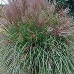 Miscanthus sinensis Flower