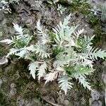 Rorippa amphibia Leaf