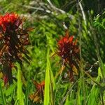 Castilleja miniata Flor